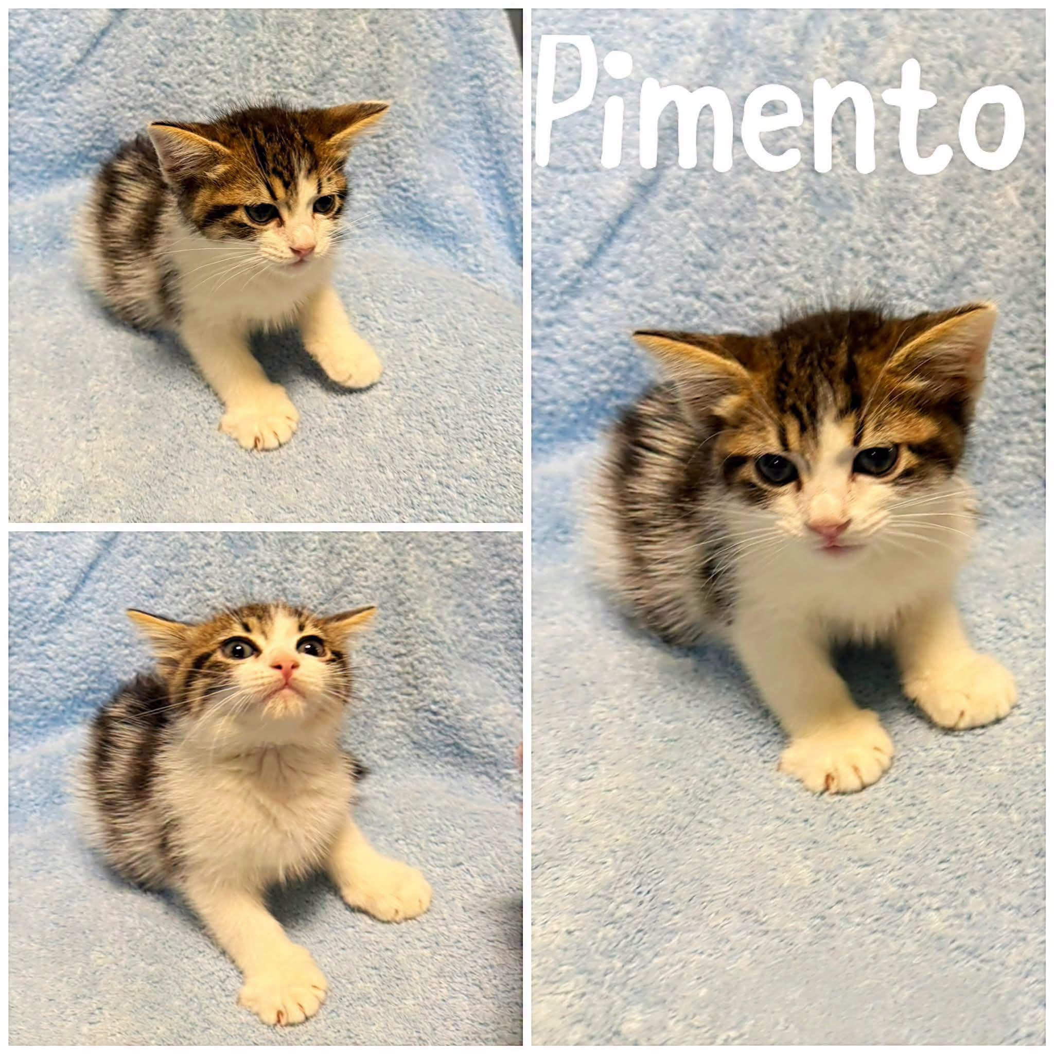Pimento, Adopted, Young Male Domestic Short Hair.