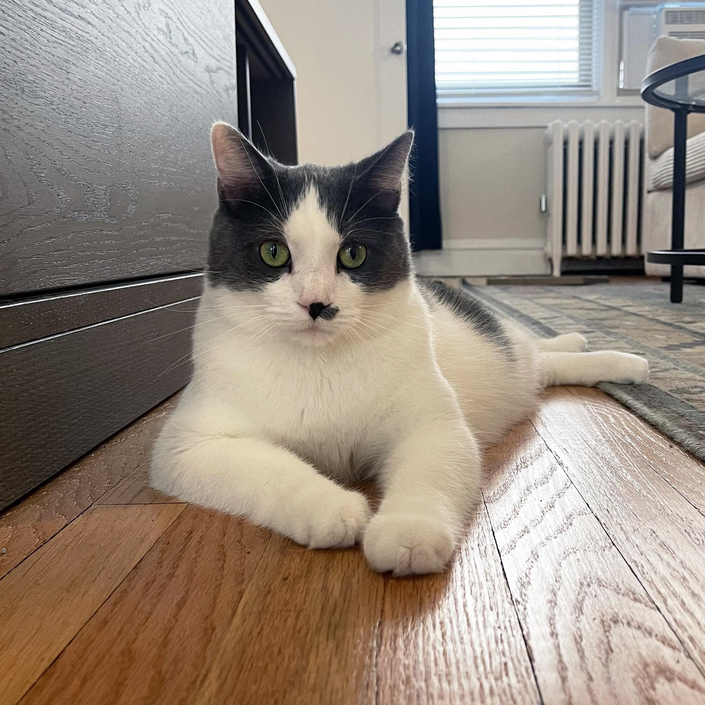 Romeo, ADOPTABLE, Adult Male Domestic Short Hair.