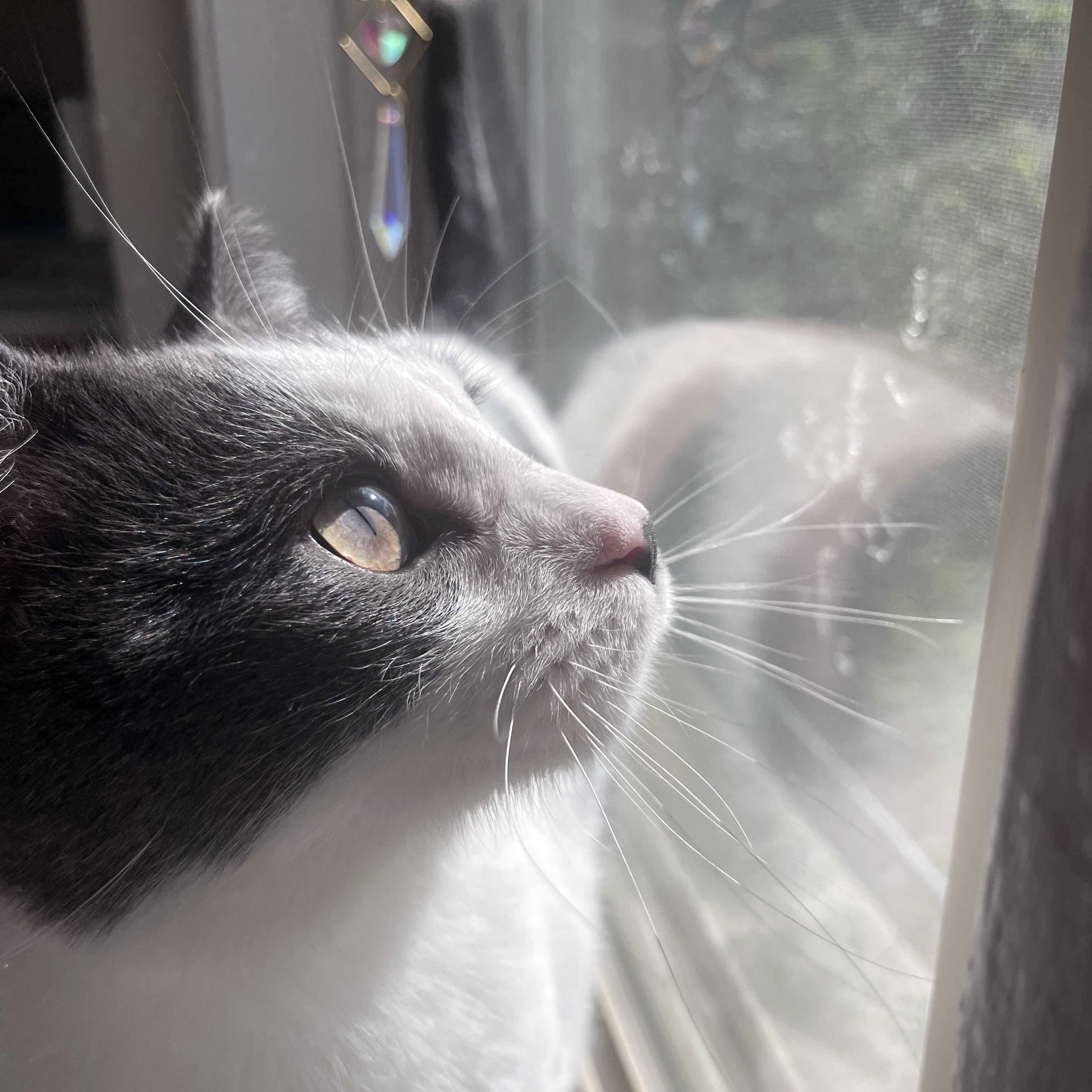 Enlarge Romeo, a ADOPTABLE Domestic Short Hair in Chicago, IL image 4/6