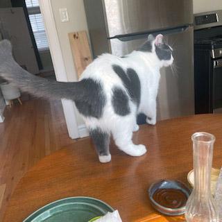 Enlarge Romeo, a ADOPTABLE Domestic Short Hair in Chicago, IL image 6/6
