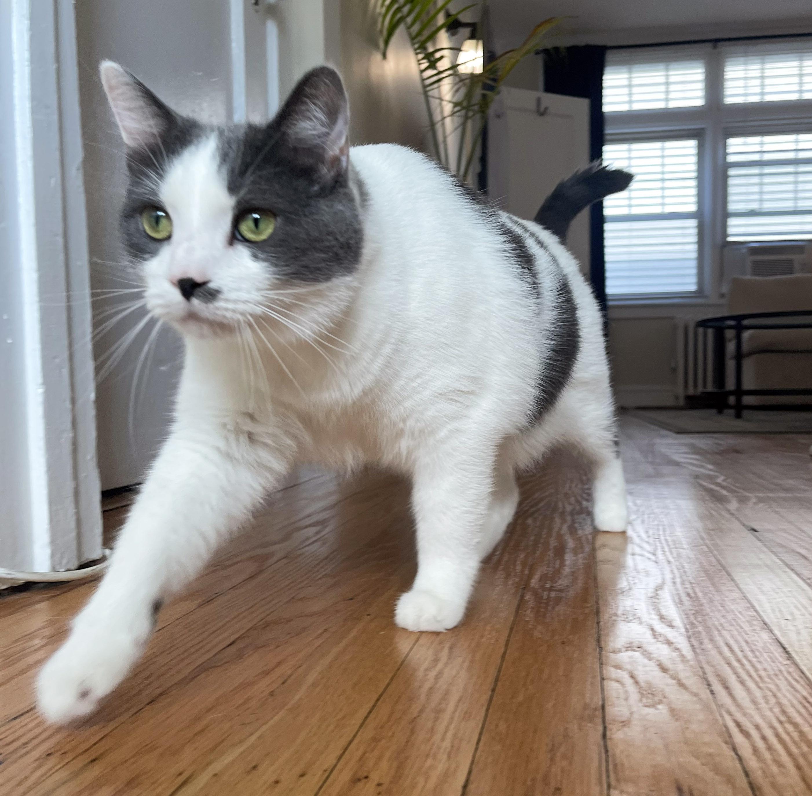 Enlarge Romeo, a ADOPTABLE Domestic Short Hair in Chicago, IL image 2/6