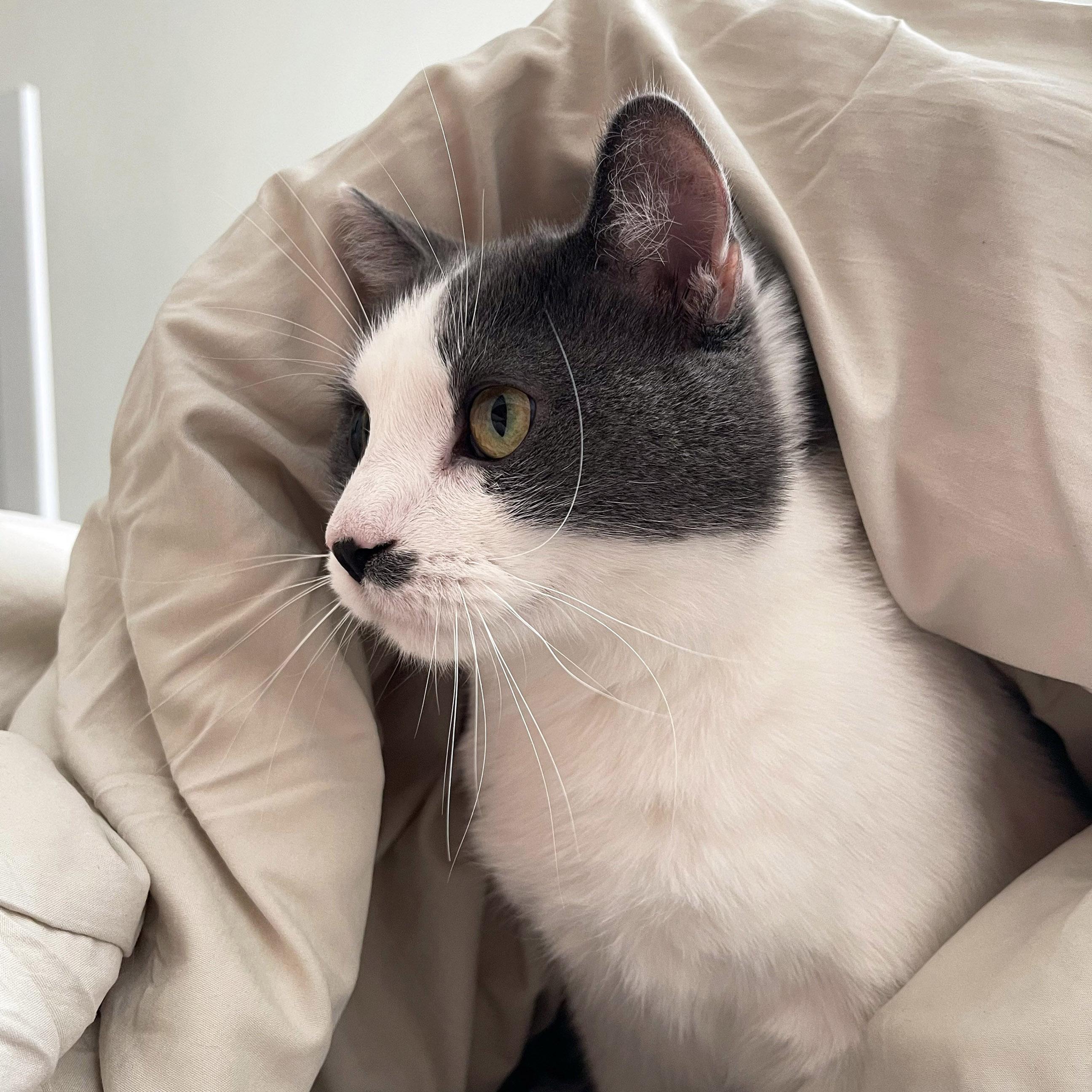Enlarge Romeo, a ADOPTABLE Domestic Short Hair in Chicago, IL image 3/6