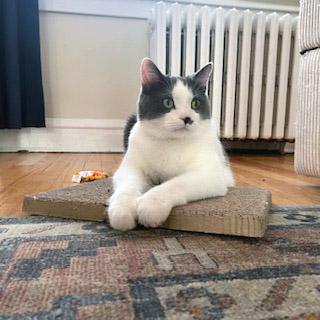 Enlarge Romeo, a ADOPTABLE Domestic Short Hair in Chicago, IL image 5/6