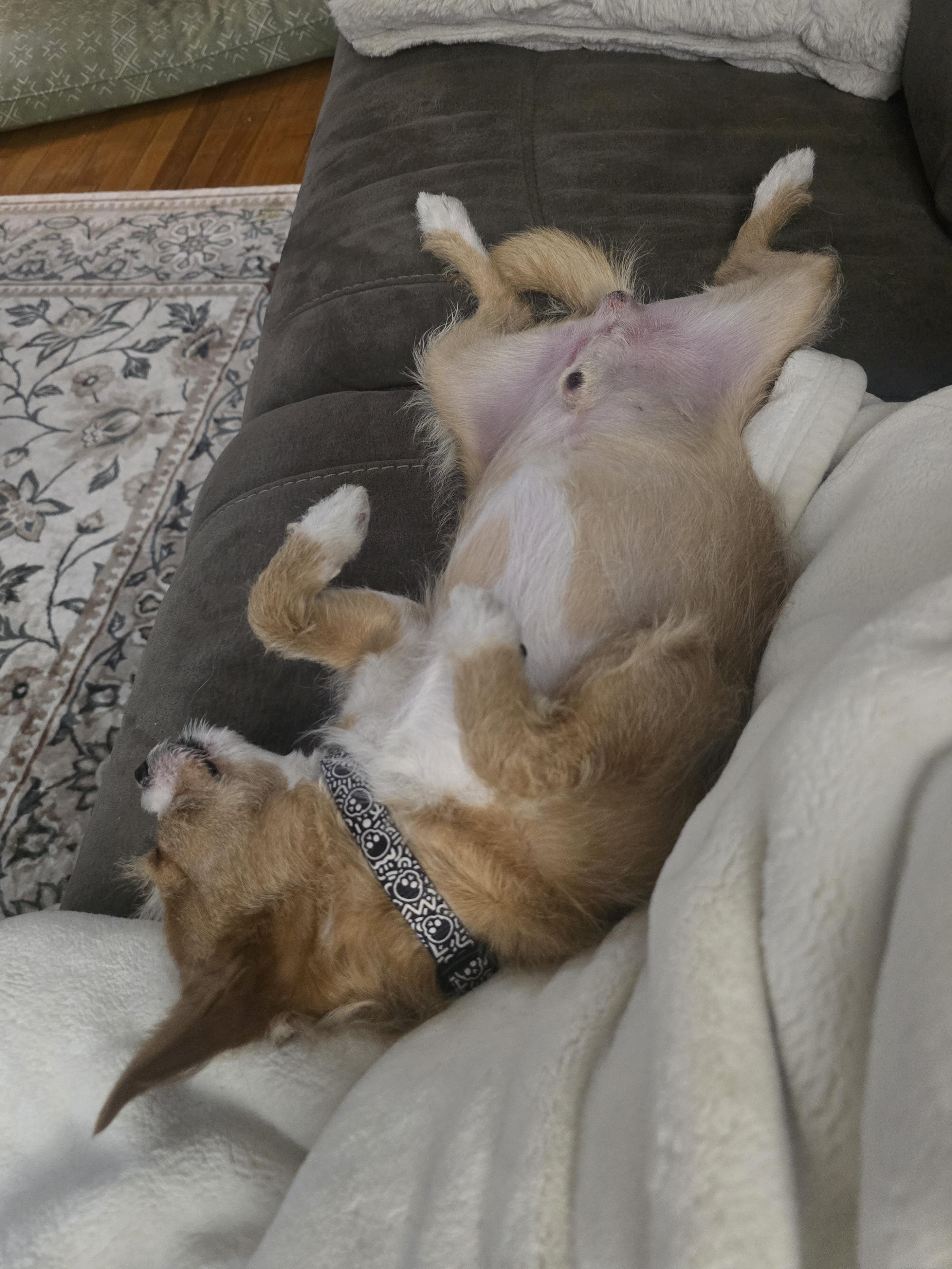 Enlarge Shrimp, a Adopted mixed breed in Wayne, NJ image 2/3