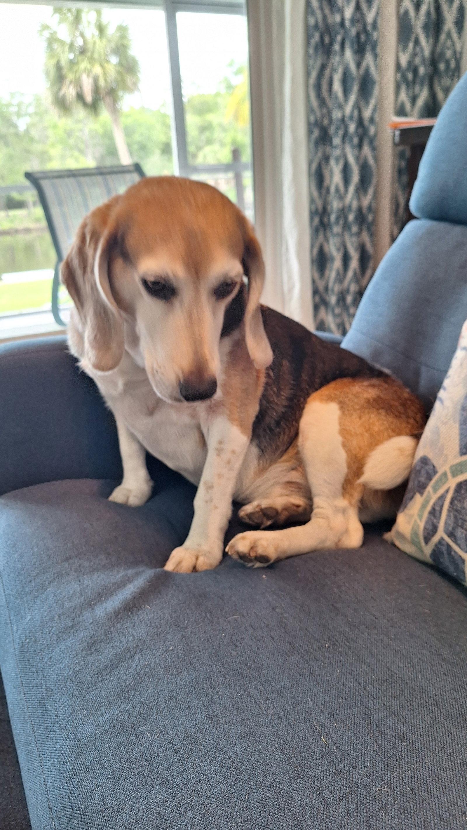 George (aka Franklin III), a Adoptable Beagle in Tampa, FL image 1/3