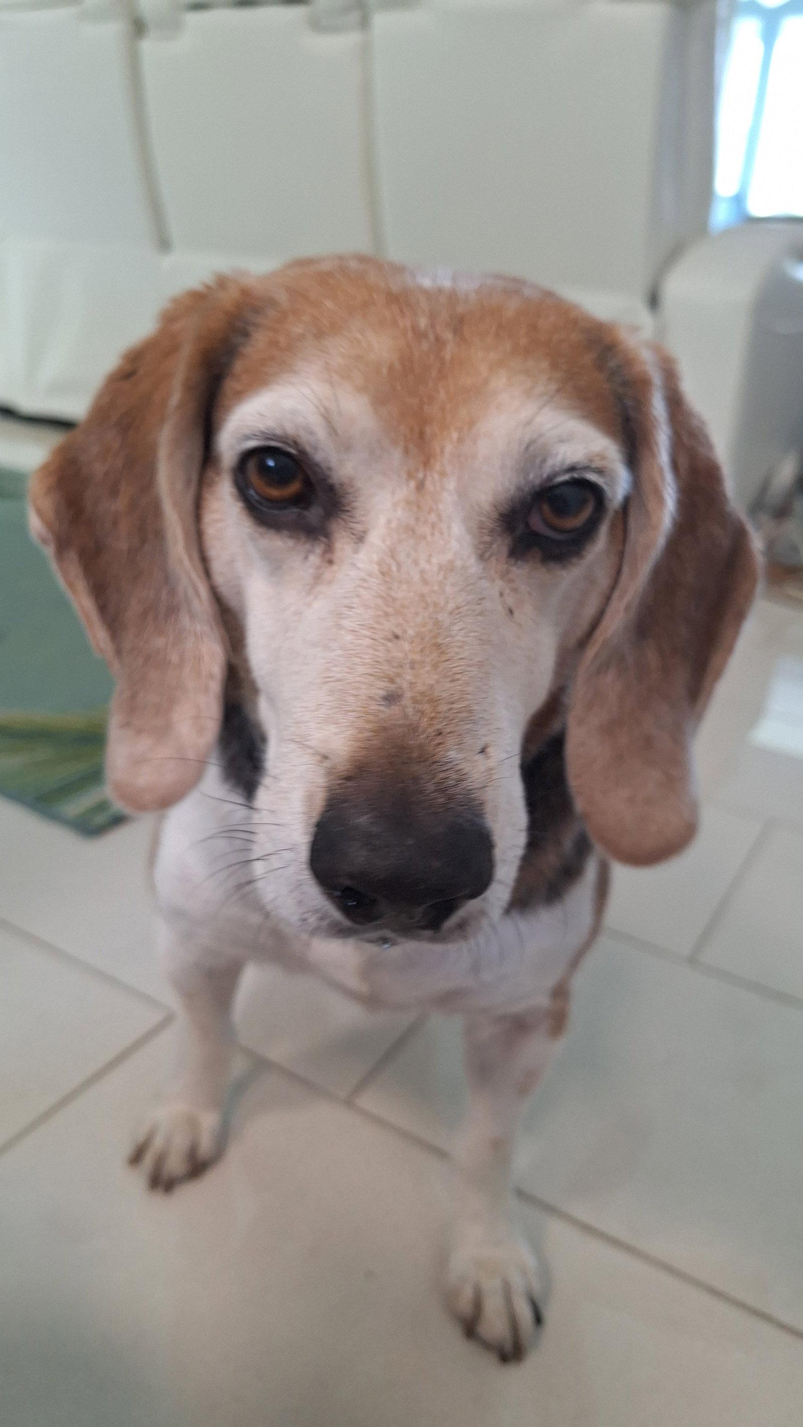 George (aka Franklin III), a Adoptable Beagle in Tampa, FL image 2/3