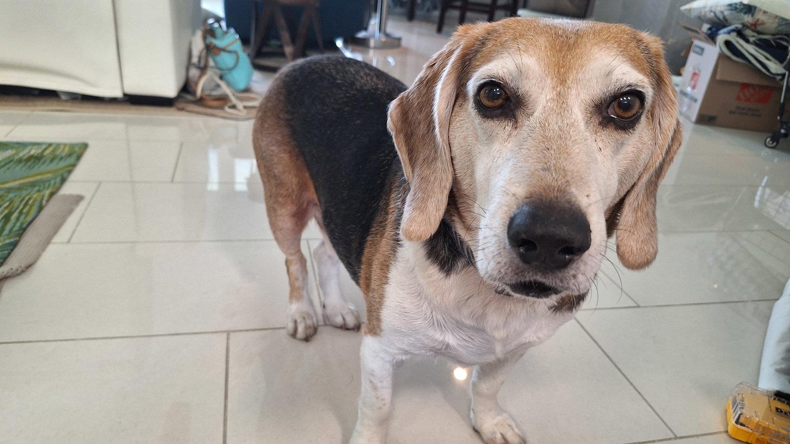 George (aka Franklin III), a Adoptable Beagle in Tampa, FL image 3/3