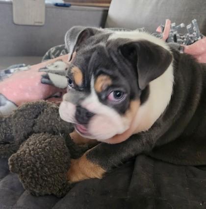 RAFAEL BUSTER, Adoptable, Puppy Male English Bulldog.