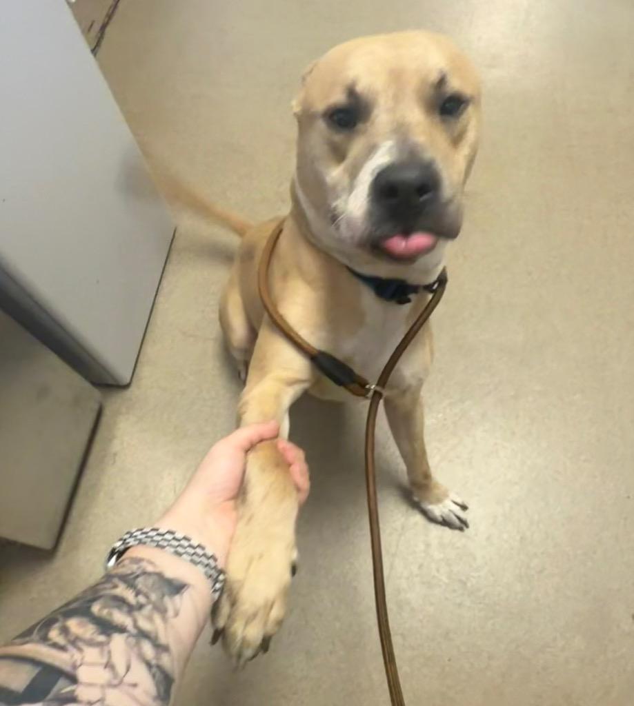 Derrick Morgan, Adoptable, Young Male Staffordshire Bull Terrier.