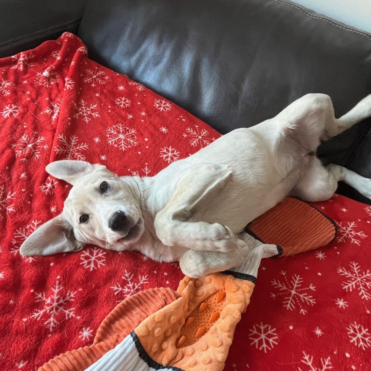 Enlarge Marlee, a ADOPTABLE mixed breed in Minneapolis, MN image 5/6