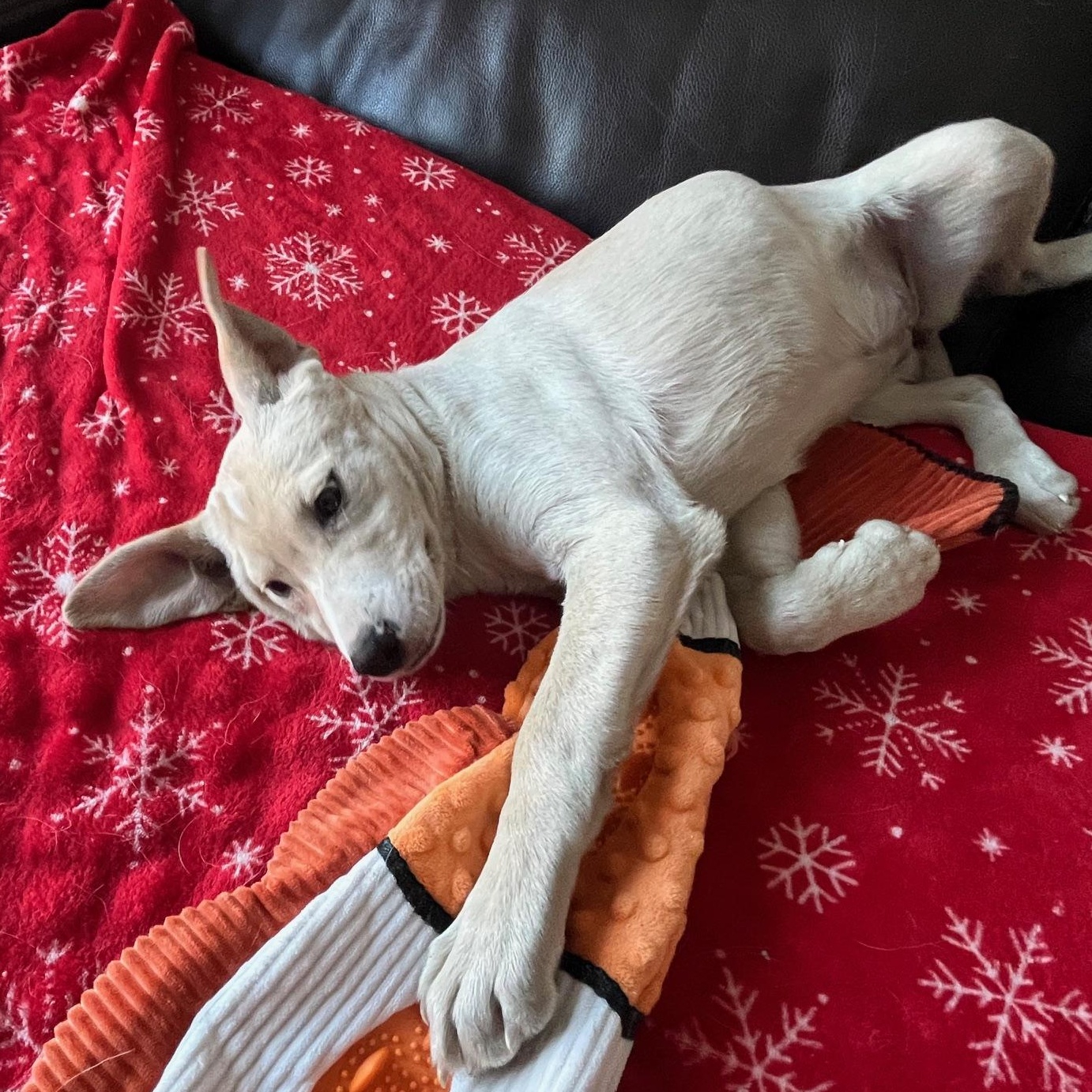 Enlarge Marlee, a ADOPTABLE mixed breed in Minneapolis, MN image 6/6