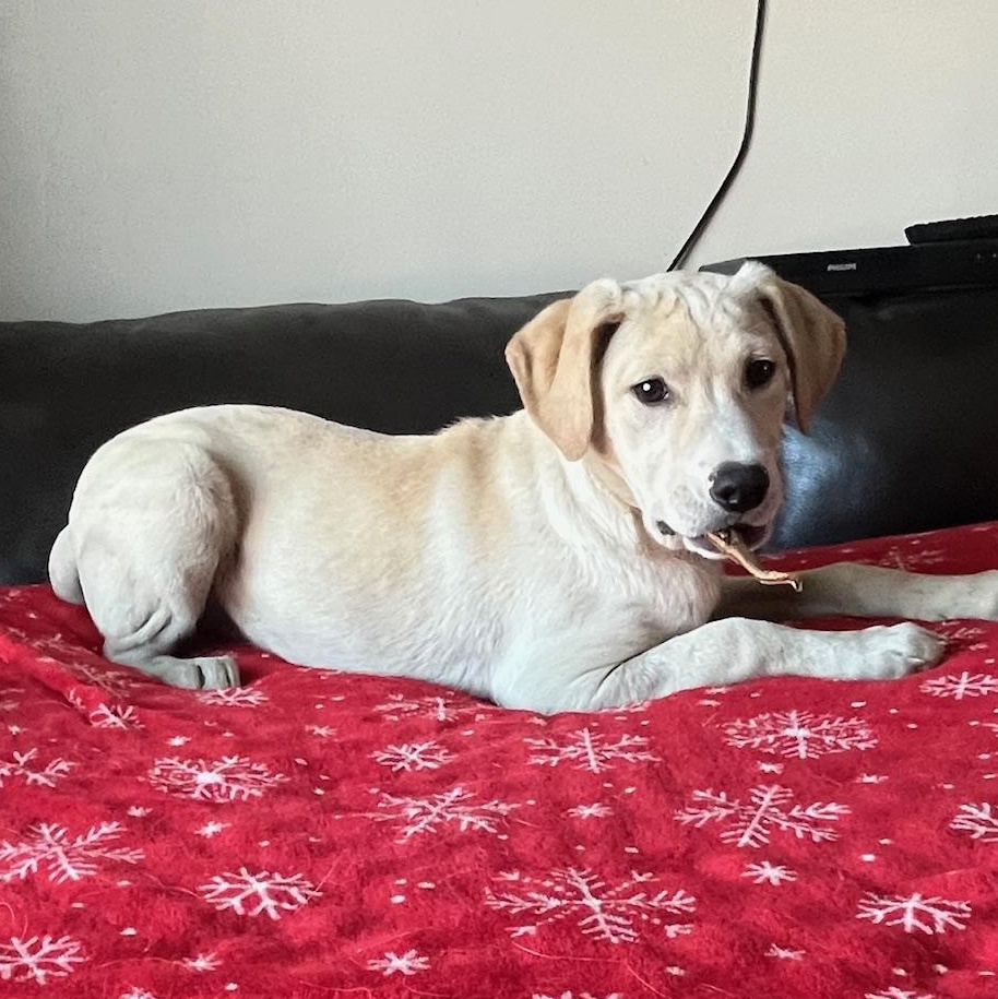 Enlarge Marlee, a ADOPTABLE mixed breed in Minneapolis, MN image 3/6