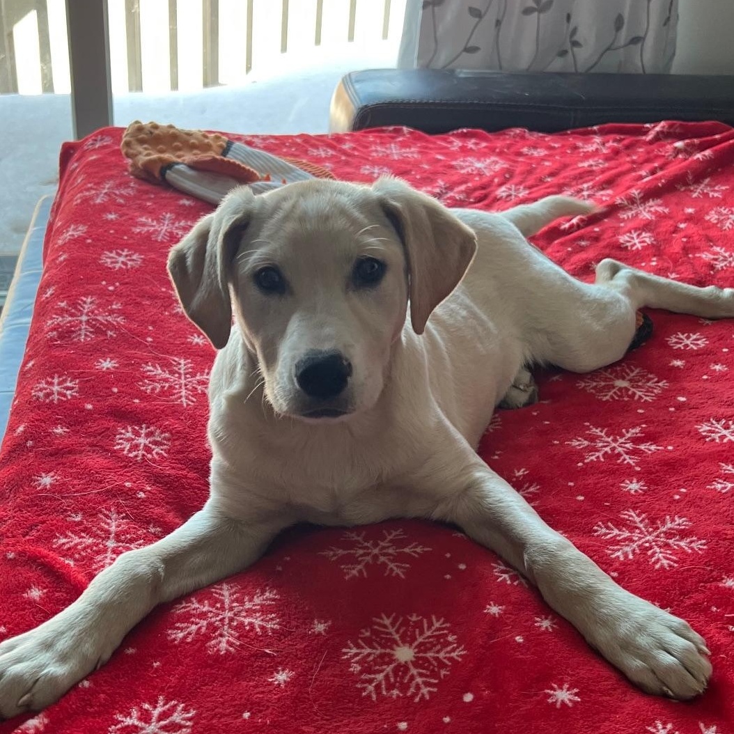 Marlee, ADOPTABLE, Puppy Female Retriever & Mixed Breed.