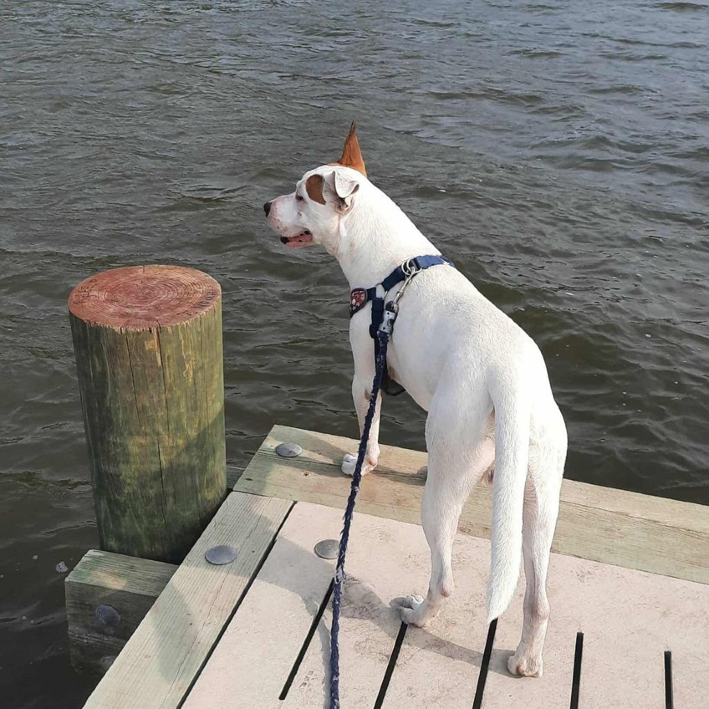 Enlarge Dexter, a Adoptable mixed breed in Wilmington, NC image 3/4