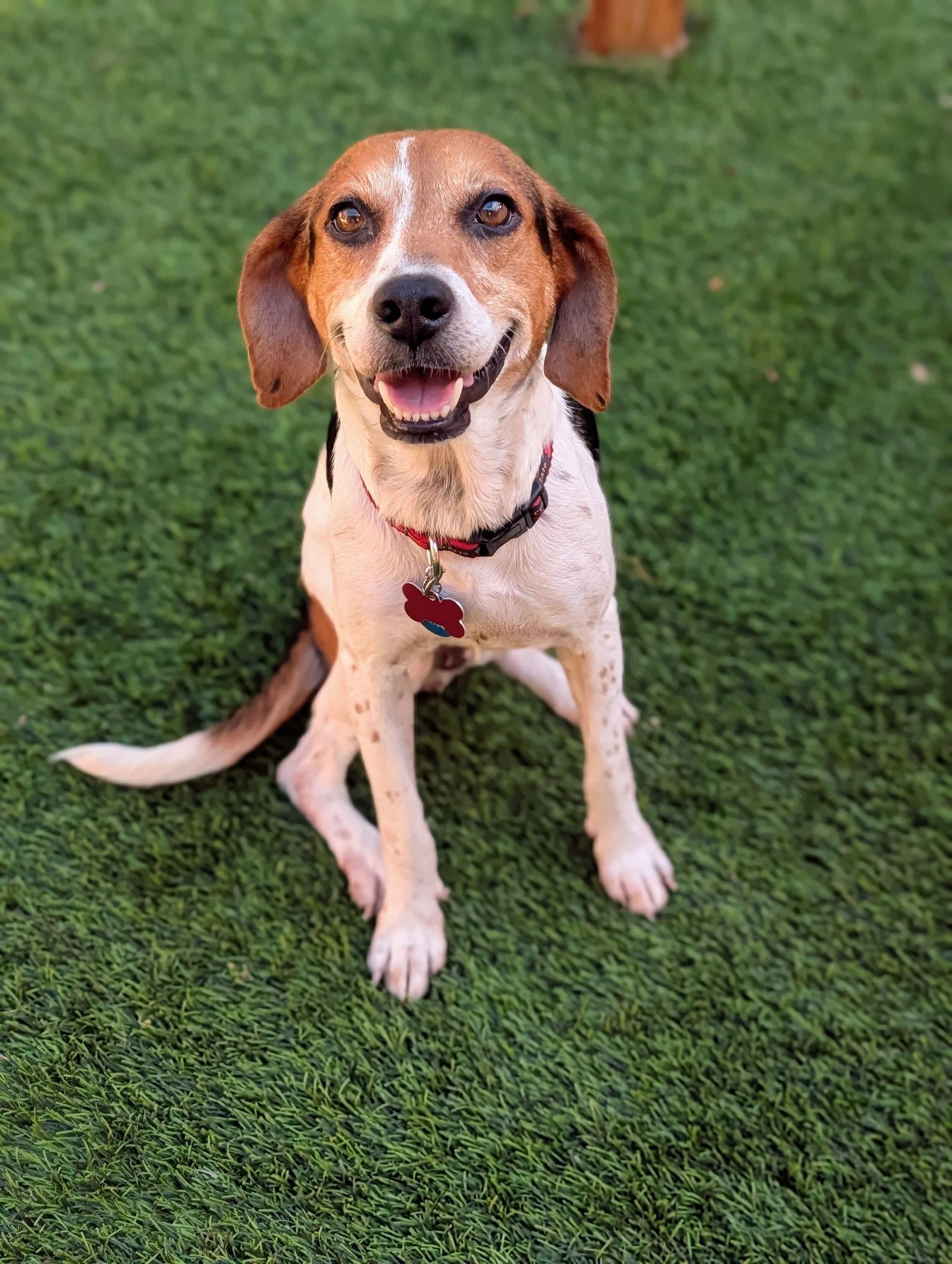 Elsa IV, Adoptable, Adult Female Beagle.