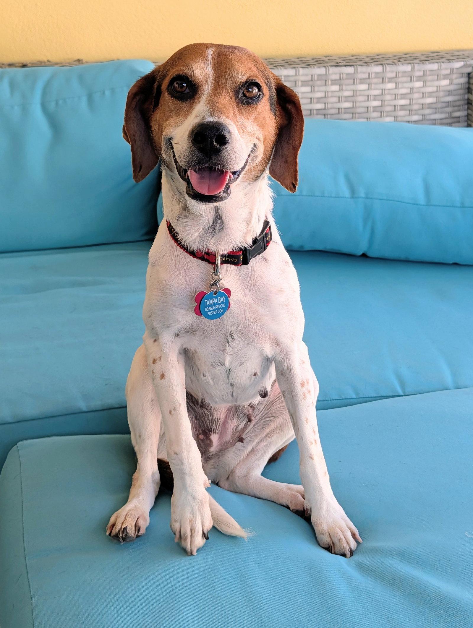 Elsa IV, a Adoptable Beagle in Tampa, FL image 2/3