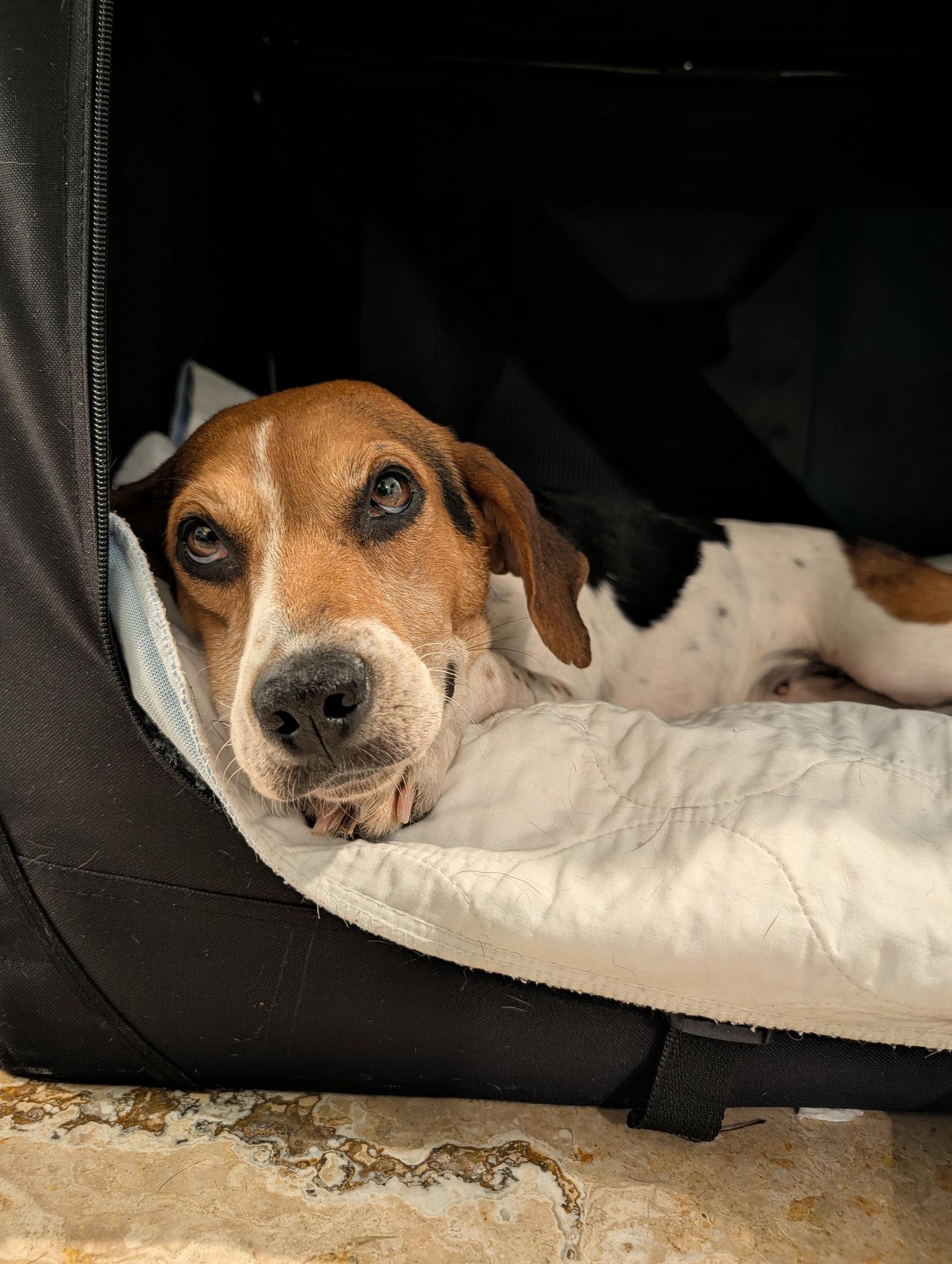 Elsa IV, a Adoptable Beagle in Tampa, FL image 3/3
