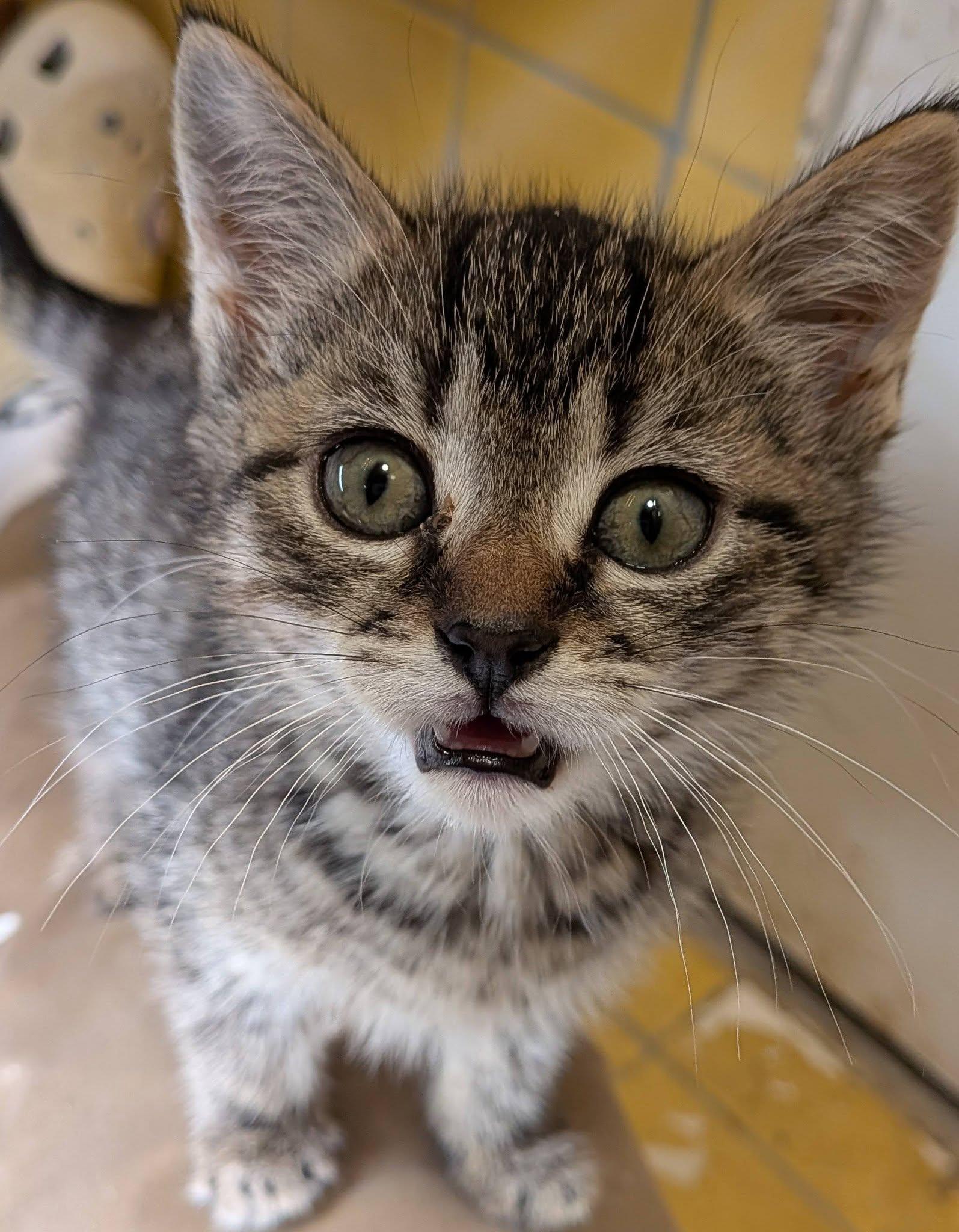 Delhezi, a ADOPTABLE Tabby in Clarksville, TN image 2/2