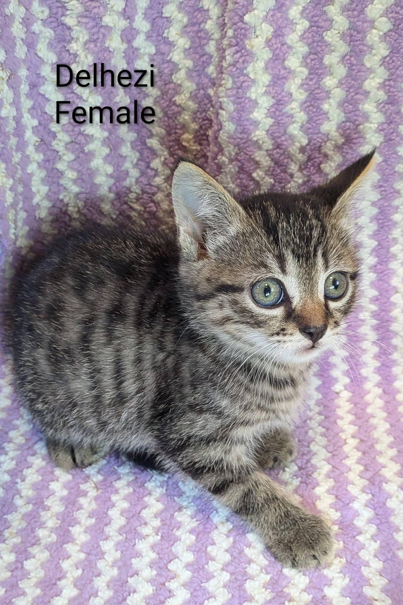 Delhezi, a ADOPTABLE Tabby in Clarksville, TN image 1/2