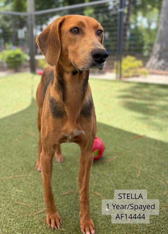 Enlarge Stella, a Adoptable Black and Tan Coonhound in Supply, NC image 1/1