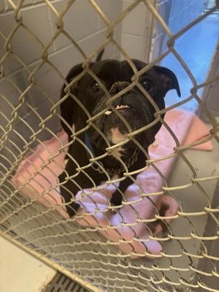 Enlarge Tallulah, a Adoptable mixed breed in Montclair, NJ image 1/1