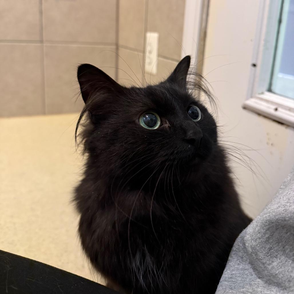 Enlarge Minnie and Stinkbug BONDED PAIR, a ADOPTABLE Domestic Long Hair in Fenton, MI image 2/3