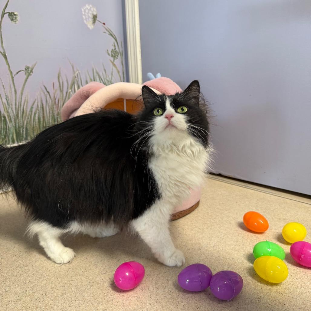 Enlarge Minnie and Stinkbug BONDED PAIR, a ADOPTABLE Domestic Long Hair in Fenton, MI image 1/3
