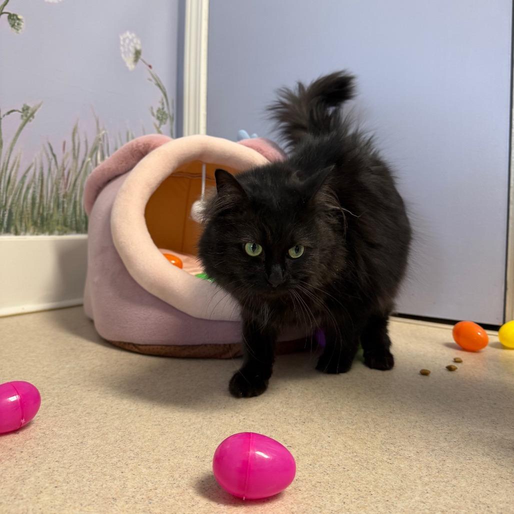 Enlarge Minnie and Stinkbug BONDED PAIR, a ADOPTABLE Domestic Long Hair in Fenton, MI image 3/3