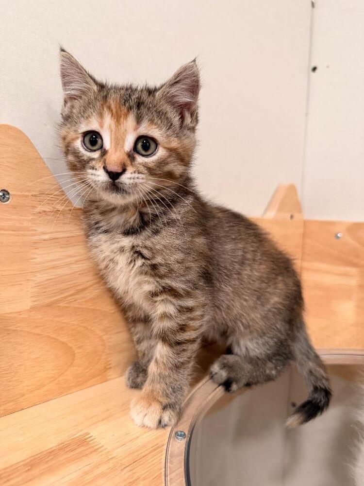 PUDDING CUP, Adoptable, Kitten Female Domestic Short Hair & Tabby.