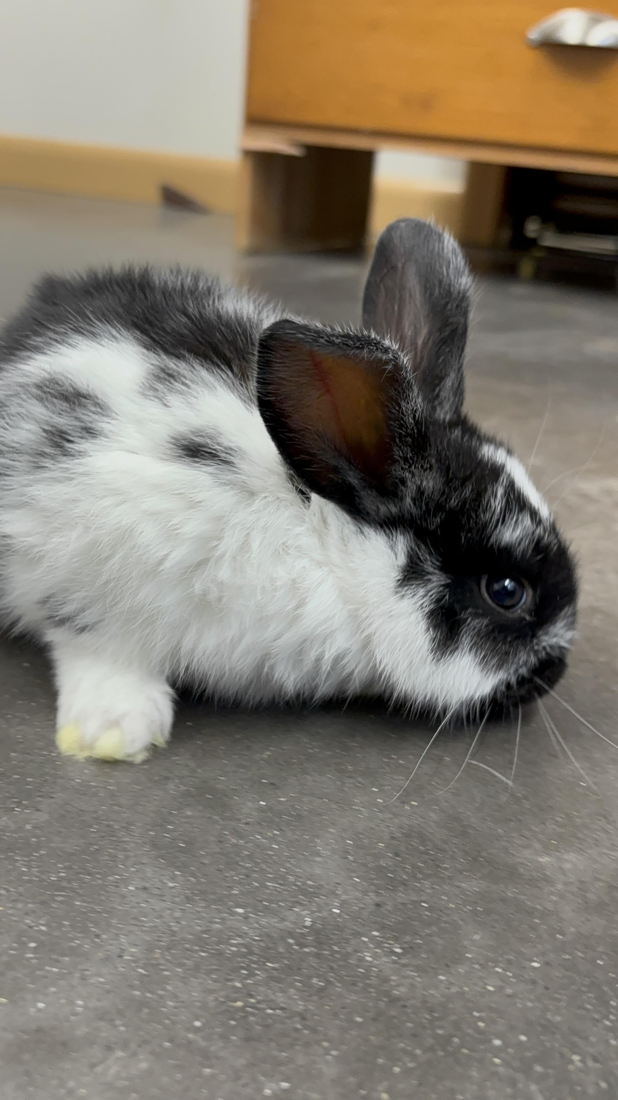 Roman, Adopted, Baby Male Flemish Giant & Rex.