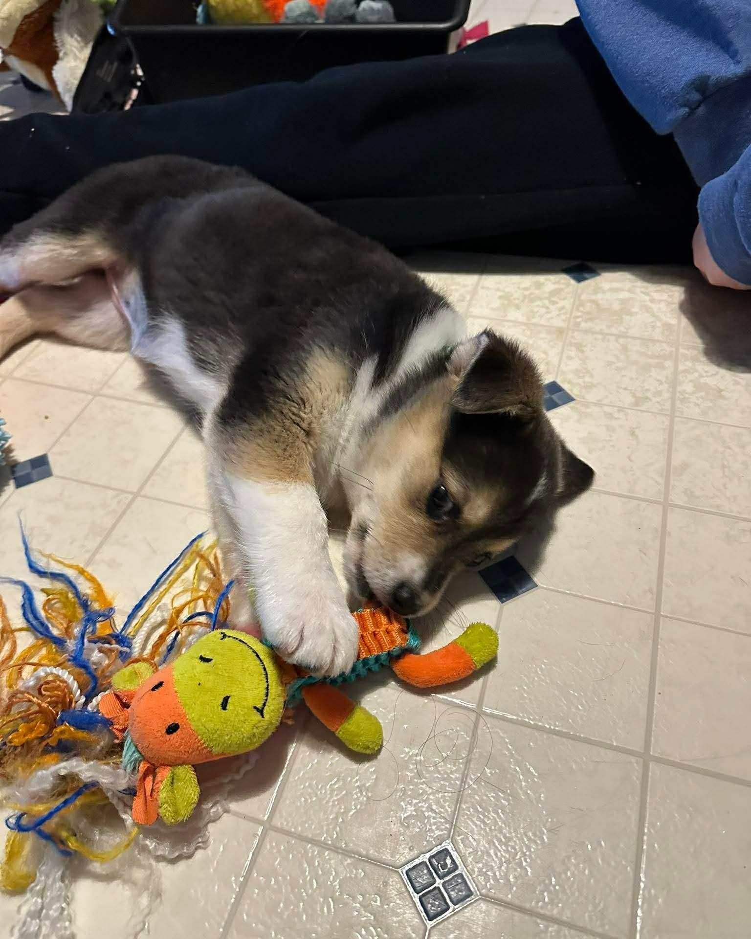 Enlarge Mabel, a ADOPTABLE mixed breed in Decorah, IA image 4/5