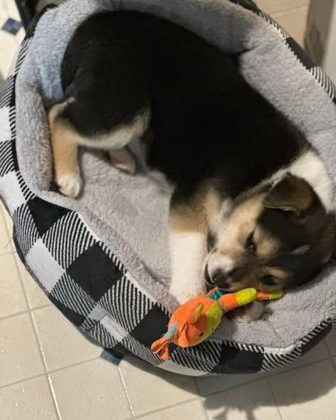 Enlarge Mabel, a ADOPTABLE mixed breed in Decorah, IA image 2/5