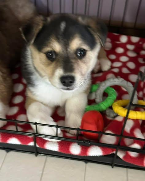 Mabel, ADOPTABLE, Puppy Female Australian Shepherd.