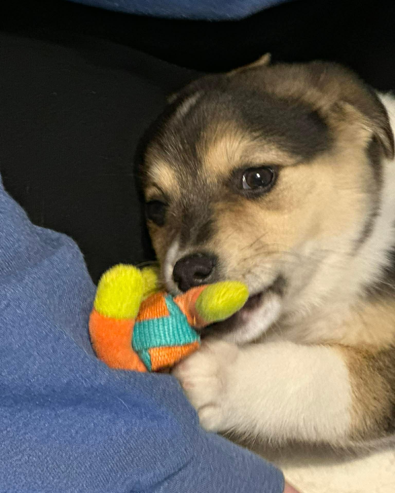 Enlarge Mabel, a ADOPTABLE mixed breed in Decorah, IA image 3/5