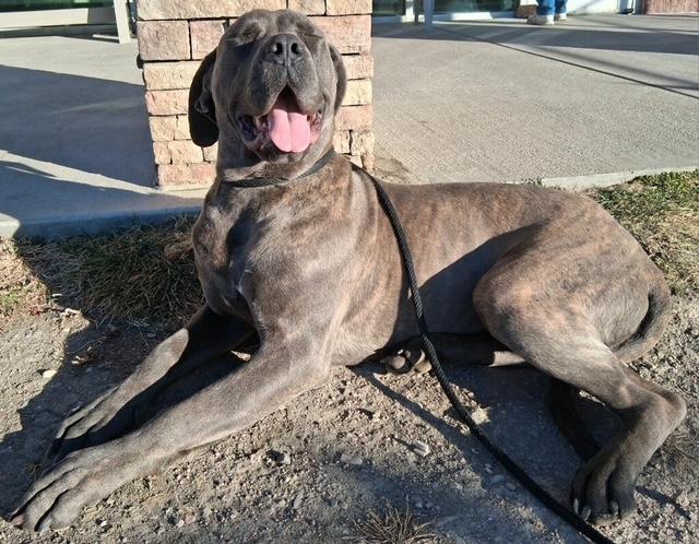 AKIVA, Adoptable, Young Female Cane Corso & Great Dane.
