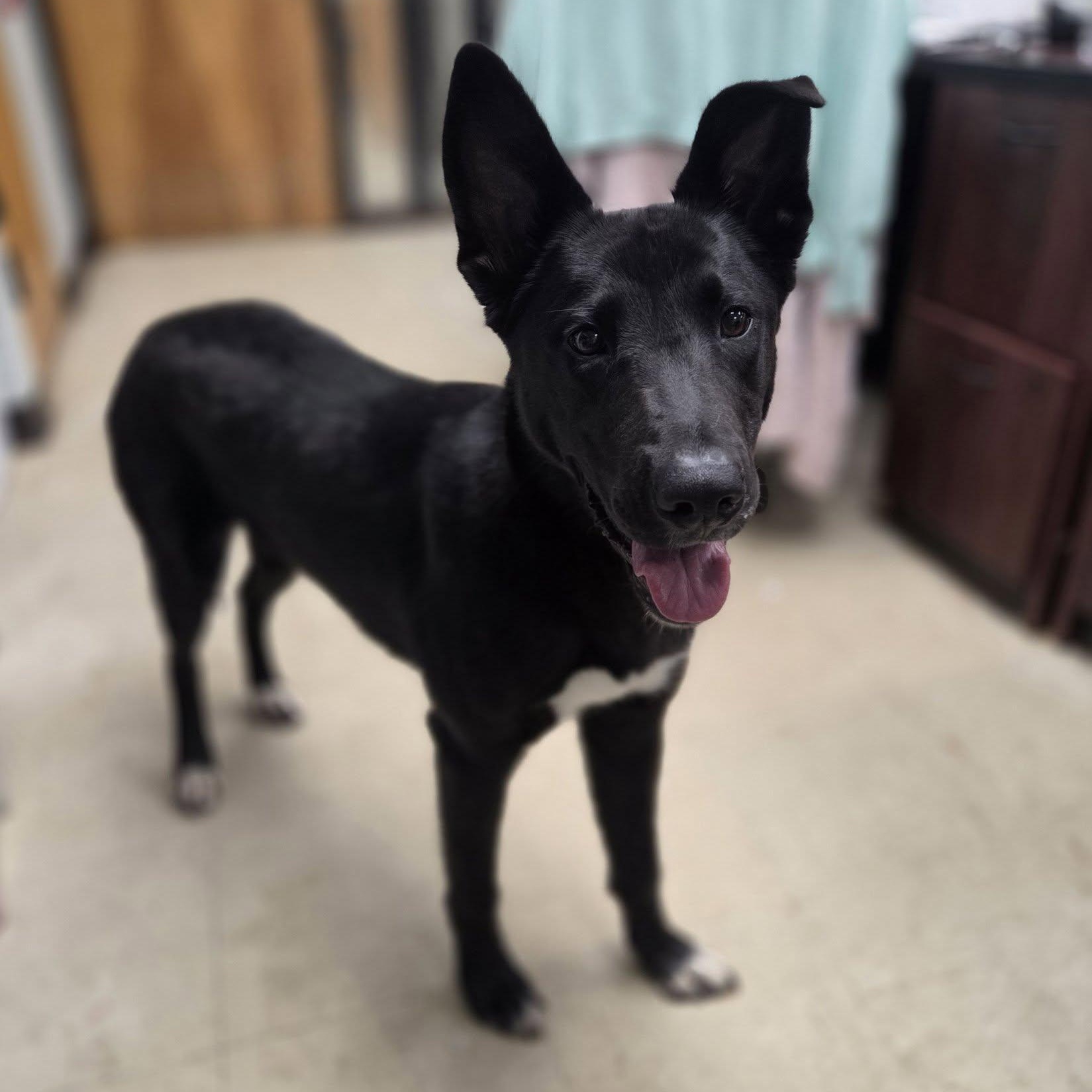 Cain, adoptable, Young Male Black Labrador Retriever.