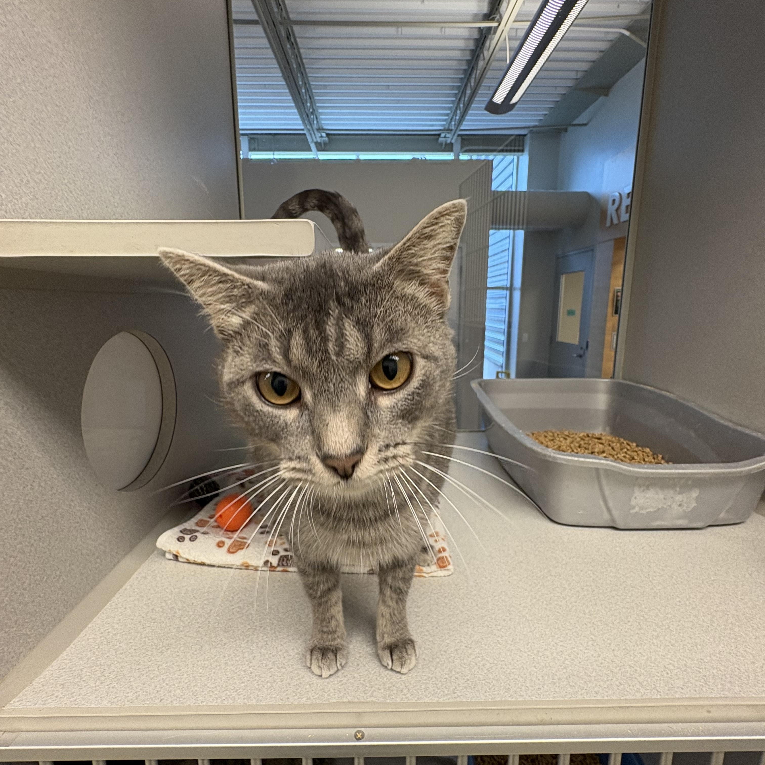 Enlarge Gracie Mae @ PetSmart Near Lindale Mall, an adopted mixed breed in Cedar Rapids, IA image 2/2