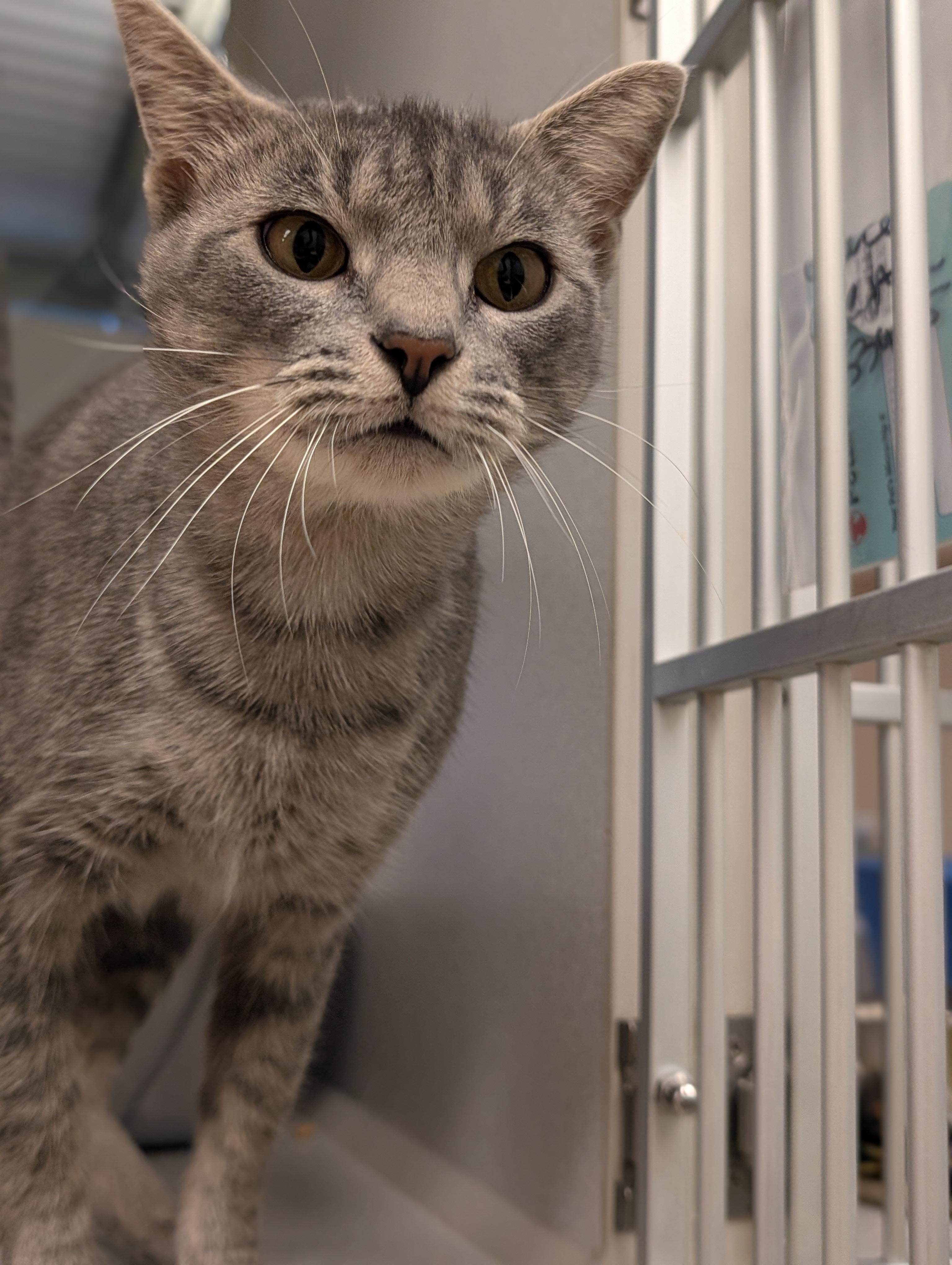 Gracie Mae @ PetSmart Near Lindale Mall, Adoptable, Young Female Domestic Short Hair.