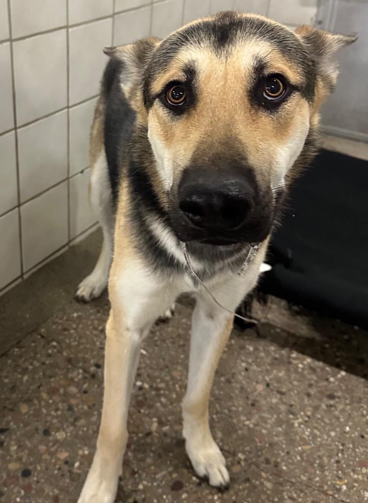 Apollo, Adoptable, Young Male German Shepherd Dog & Mixed Breed.