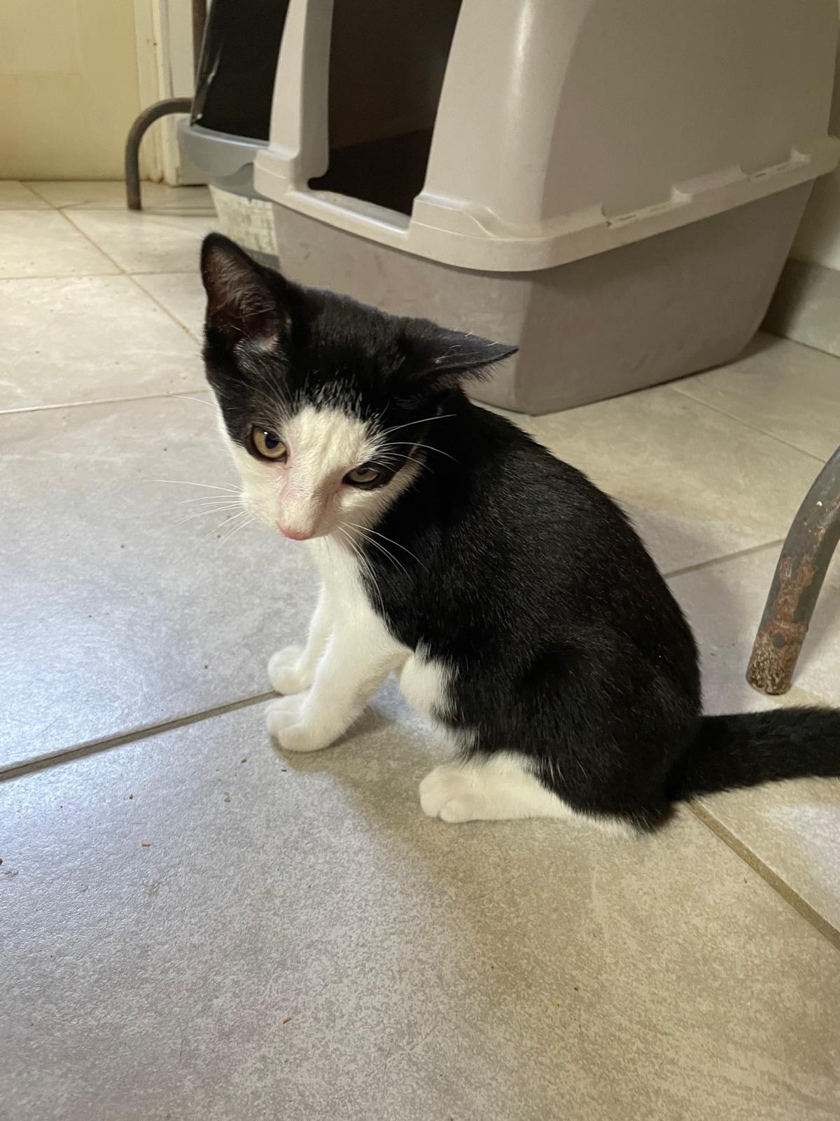 Enlarge Vincent, a ADOPTABLE Domestic Short Hair in South Ozone Park, NY image 2/3