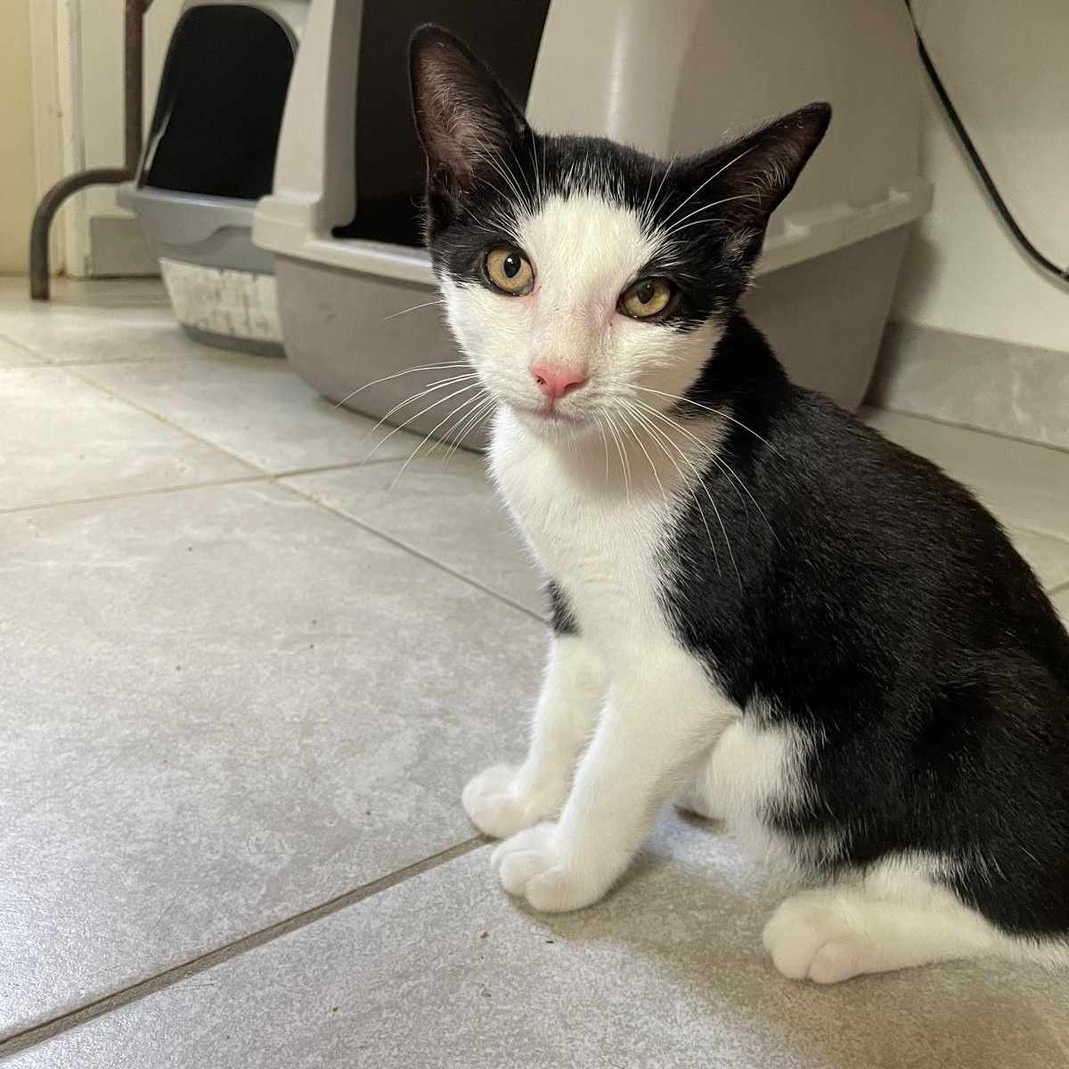 Vincent, ADOPTABLE, Kitten Male Domestic Short Hair.
