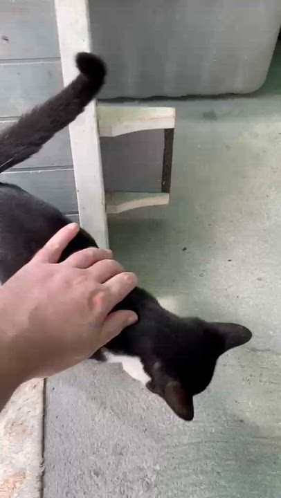 Enlarge Vincent, a ADOPTABLE Domestic Short Hair in South Ozone Park, NY video 3/3