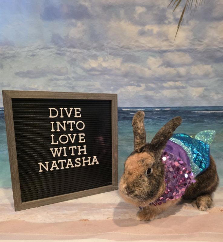 Enlarge Natasha, a Adoptable Harlequin in Columbus, OH image 1/1