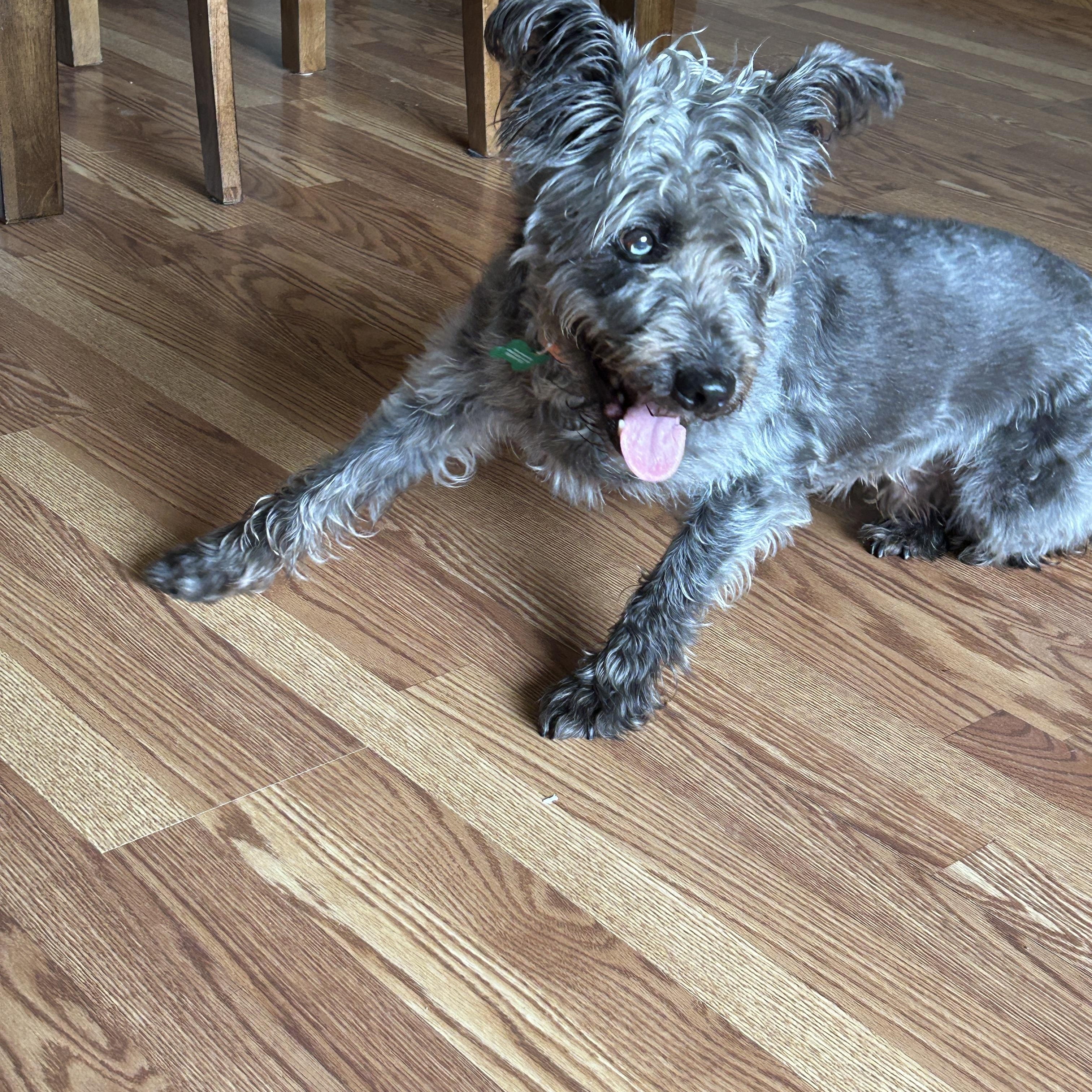 Enlarge Shadow, a Adopted mixed breed in Whitewater, WI image 3/5
