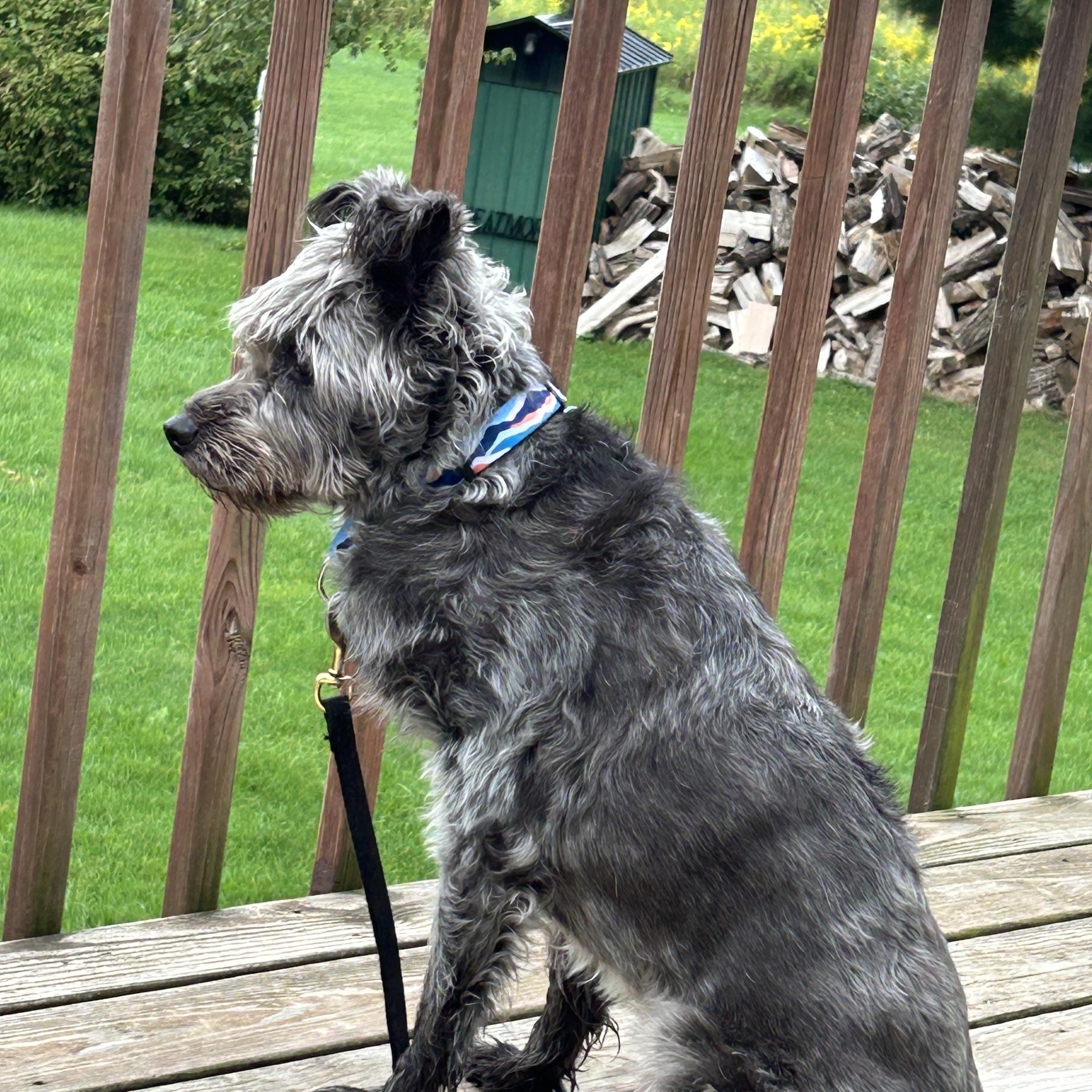 Enlarge Shadow, a Adopted mixed breed in Whitewater, WI image 5/5