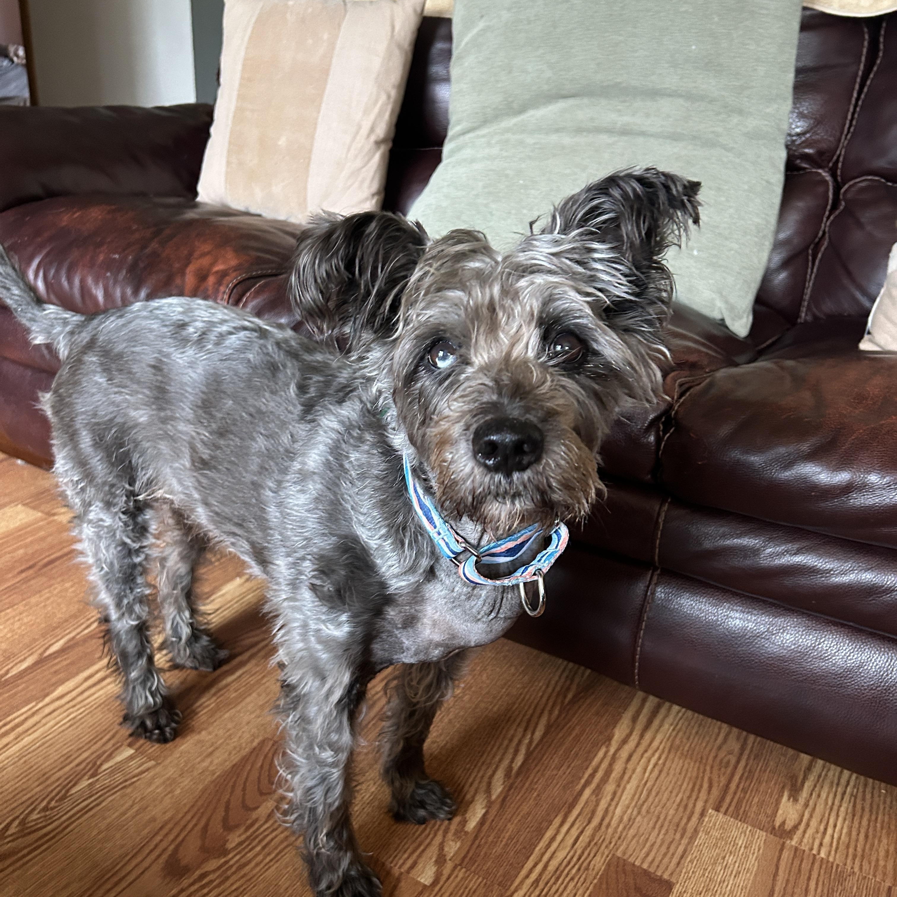 Shadow, Adopted, Adult Male Schnauzer.