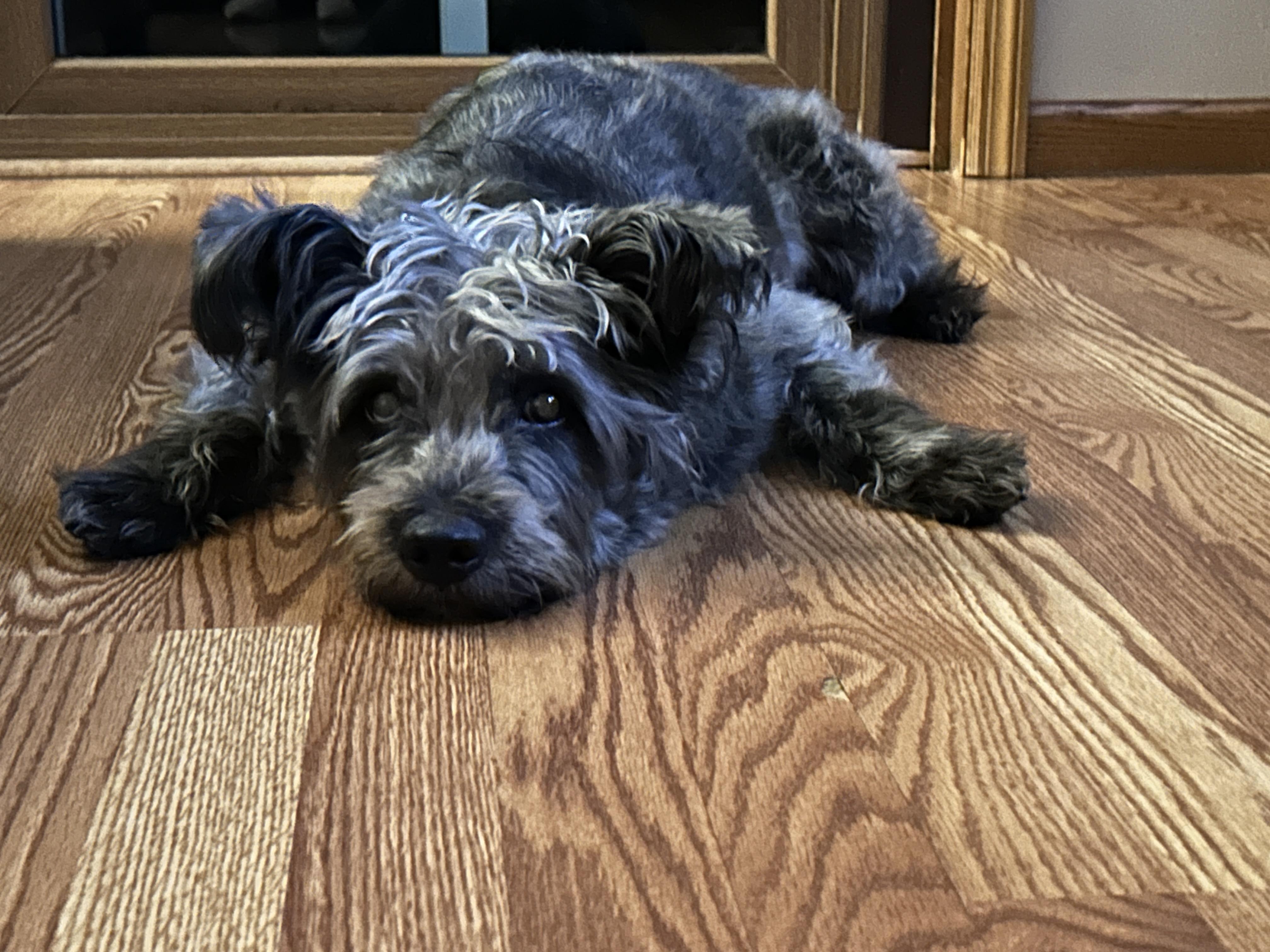 Enlarge Shadow, a Adopted mixed breed in Whitewater, WI image 4/5