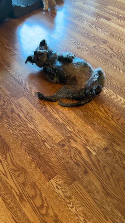 Enlarge Shadow, a Adopted mixed breed in Whitewater, WI video 2/5