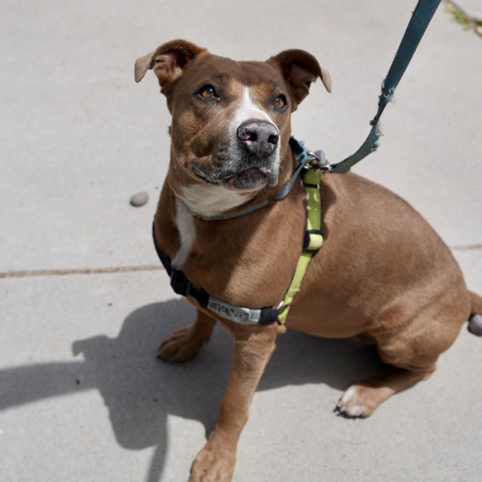 PUDDIN, Adoptable, Adult Female American Staffordshire Terrier.