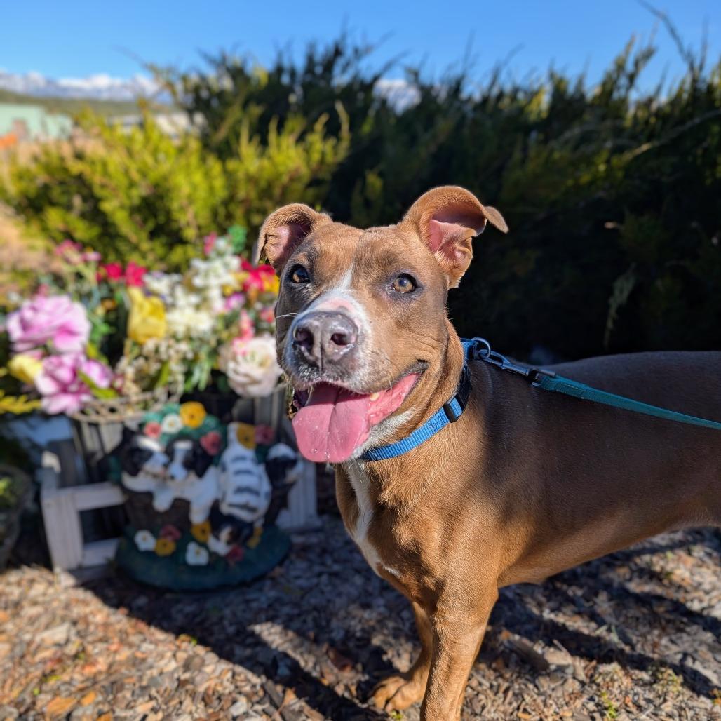 PUDDIN, a Adoptable American Staffordshire Terrier in Pagosa Springs, CO image 1/4